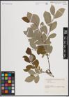 Foto von Salix caprea L.
